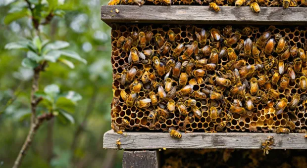 Новости России - В Госдуме предложили ввести самозапрет покупок на маркетплейсах