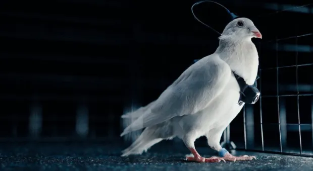 Новости России - 