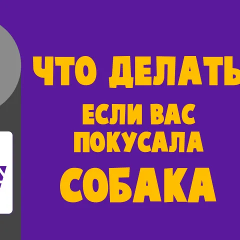 Если укусила собака: стоит ли идти к врачу и делать прививку | Тульская служба новостей | Дзен