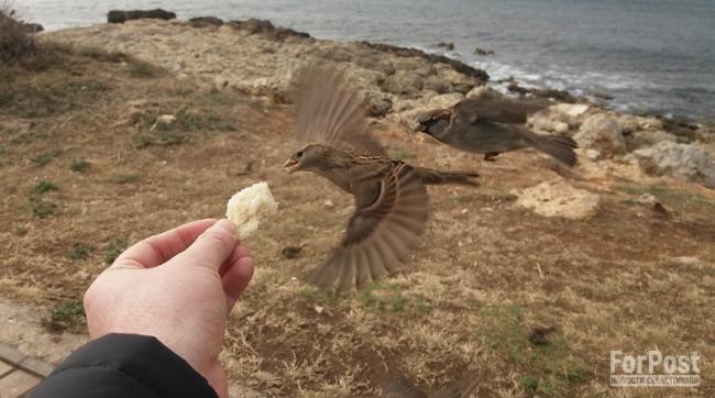 Как в Севастополе пройдёт перепись воробьёв