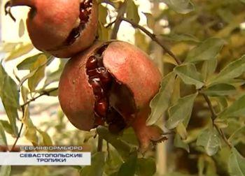 Воткнул по самые яйца порно видео