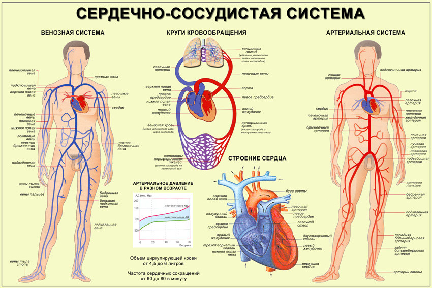 Сердце с сосудами схема