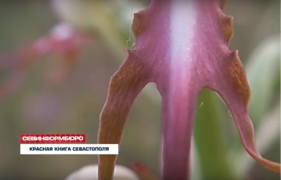 фото красной книги севастополь. красная книга севастополя книга. красная книга севастополя животные. красная книга севастополя. красная книга республики крым книга.
