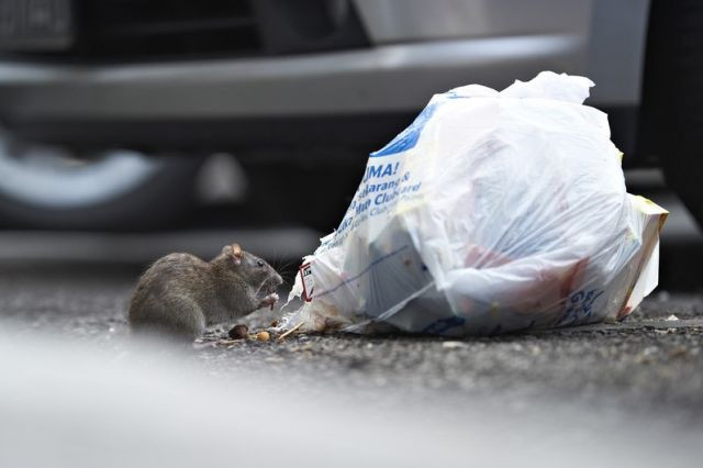 ForPost - Новости : «Потравите крыс! Уберите мусор!» – о чём кричат в Севастополе