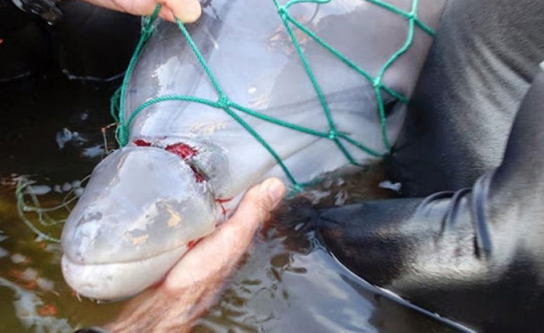 ForPost - Новости : В Севастополе накажут избавившегося от дельфина рыбака 