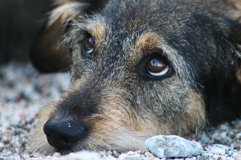 ForPost - Новости : Житель Севастополя заплатит за убийство собаки
