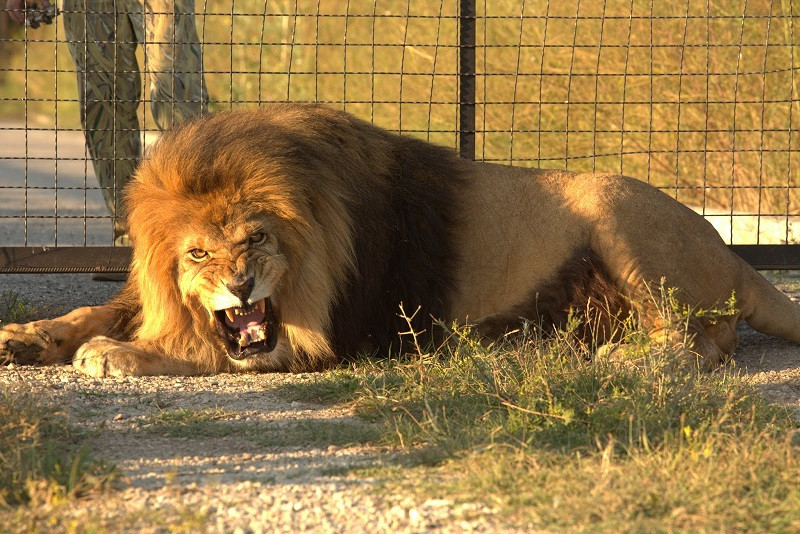 ForPost - Новости : Клиентку сафари–парка в Крыму укусил лев