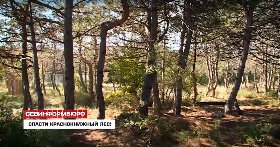 ForPost - Новости : Заплатите штраф – и рубите! – продавцы севастопольской земли о краснокнижных деревьях