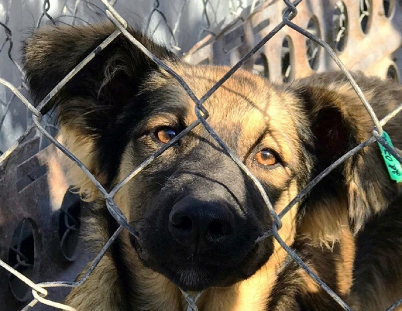 ForPost - Новости : Налог на животных в Крыму: платить или выкинуть питомца?