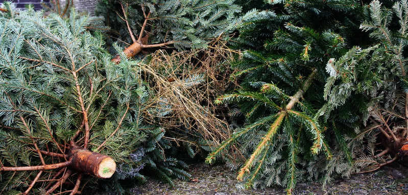 ForPost - Новости : В Севастополе рассказали, куда девать новогодние елки