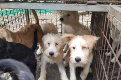 ForPost - Новости : Зоозащитников поймали на тайном убийстве собак ради пожертвований