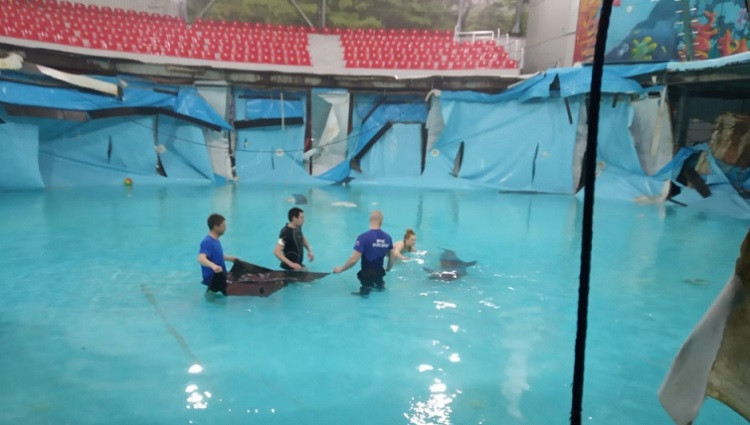 ForPost - Новости : Дельфины спасены от мучительной смерти в Алуште