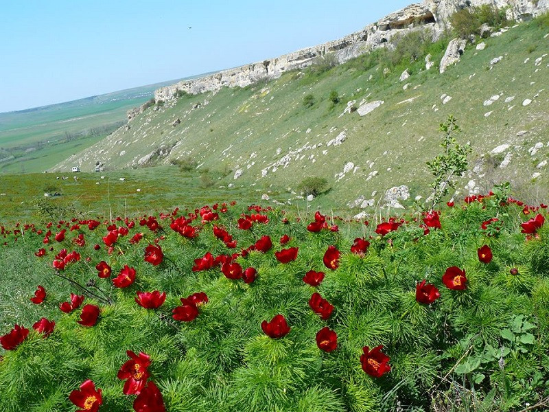 Дикие пионы в Крыму