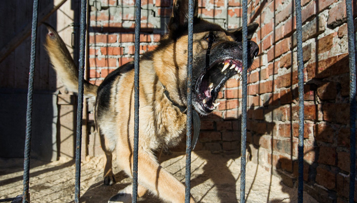 ForPost - Новости : В МВД составили список опасных пород собак