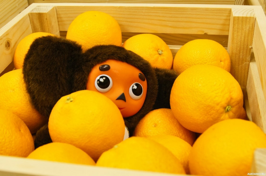 ForPost - Новости : Обещанные Севастополю апельсины из Сирии откладываются