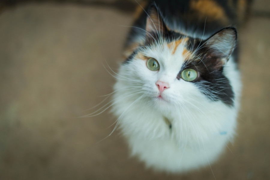 ForPost - Новости : В тагильской квартире заперли больше 20 кошек, от голода они начали есть друг друга