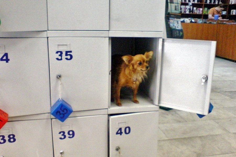 ForPost - Новости : Севастопольцам советуют игнорировать требование магазинов сдавать вещи на хранение