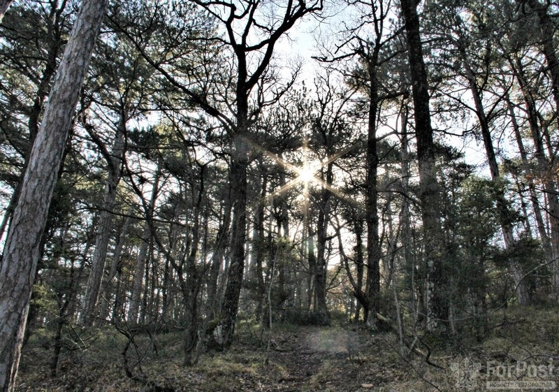 ForPost - Новости : В Севастополе обнаружили неучтенный лес