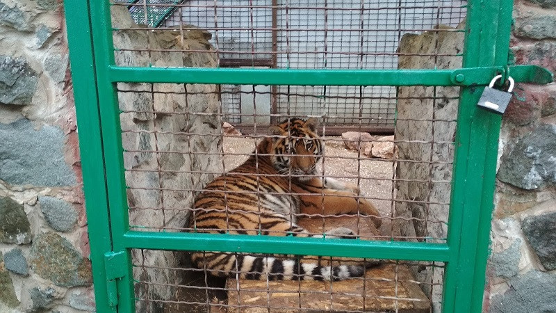 ForPost - Новости : В зооуголке Симферополя погиб молодой амурский тигр