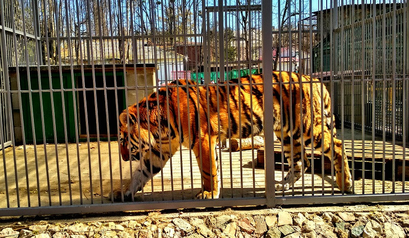 ForPost - Новости : Фабрика чучел: в смерти тигра Алтая крымчане винят чудовищные условия зооуголка