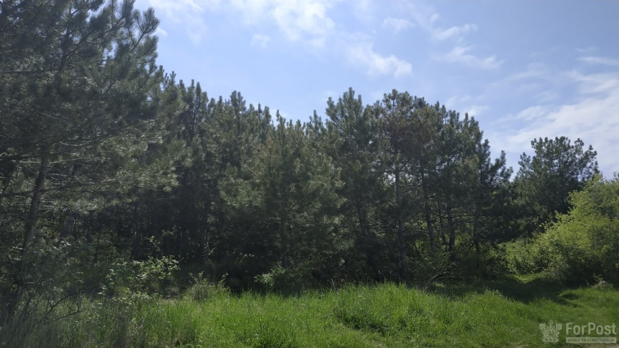 ForPost - Новости : Правительство Севастополя отдало военным лес под застройку