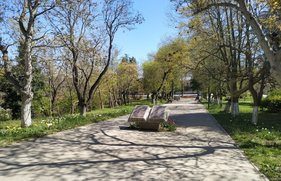 ForPost - Новости : Посадить и забыть: как гибнут деревья на памятных аллеях Севастополя 