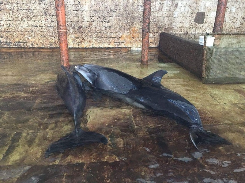 В Крыму вспыхнул скандал вокруг карадагского дельфинария
