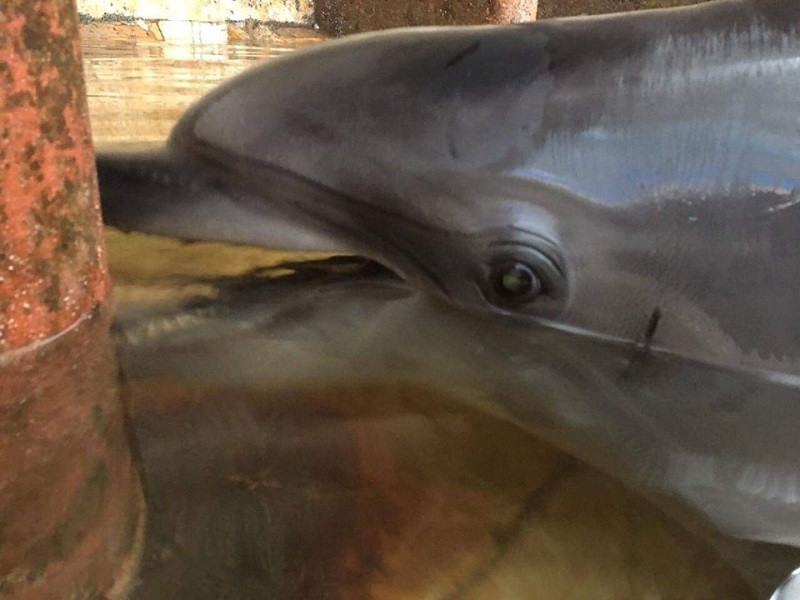 ForPost - Новости : Карадагский дельфинарий проверит Росприроднадзор