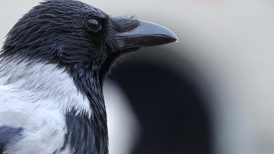 Почему вороны каркают над головой: хороший знак или предупреждение