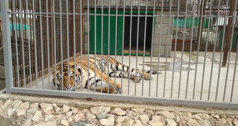 ForPost - Новости : Почему погиб амурский тигр в зооуголке Симферополя