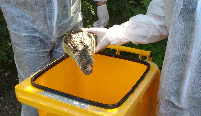 ForPost - Новости : Симферопольцы шокированы найденными головами крокодилов