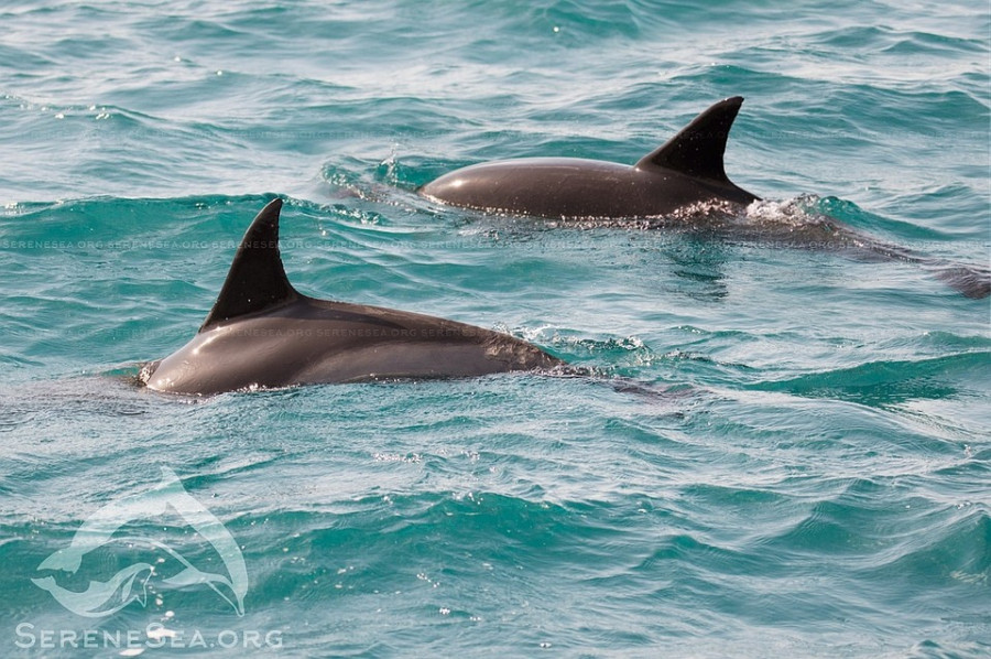 ForPost - Новости : Спасенный дельфин вынырнул в Балаклаве с подружкой