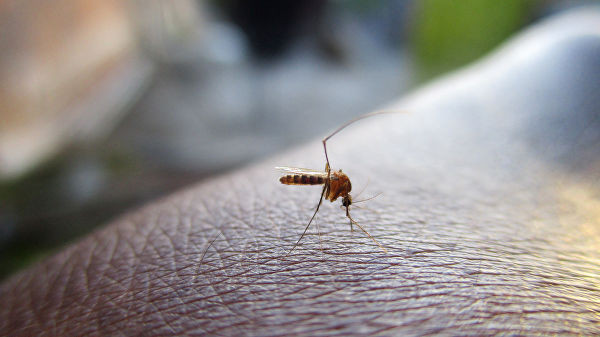 ForPost - Новости : Ученый объяснил, как комары выбирают "жертв" для укуса