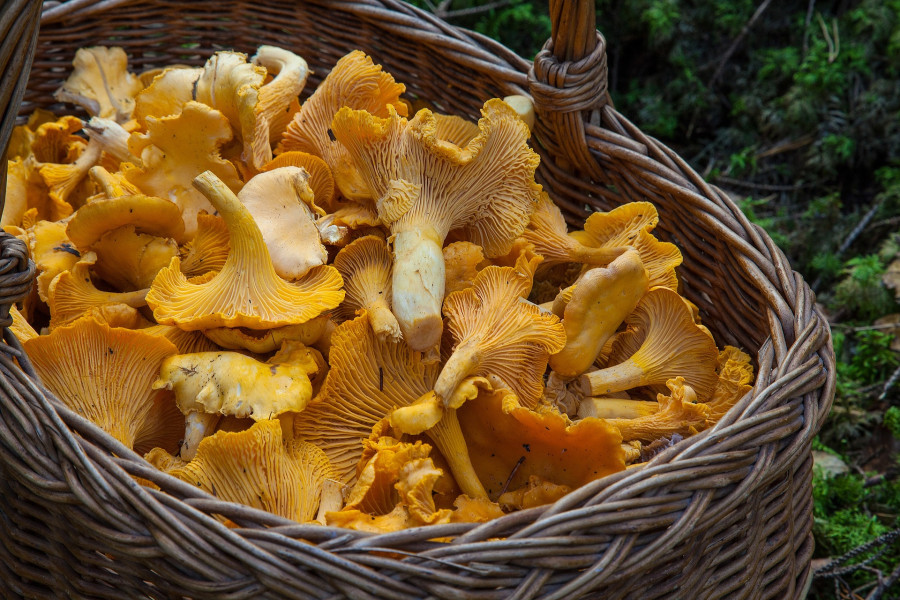 ForPost - Новости : Государство будет помогать выращивать и собирать грибы