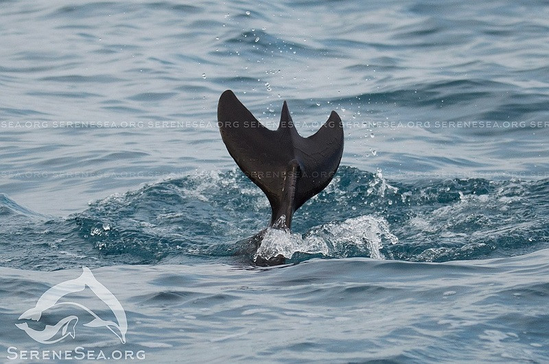 ForPost - Новости : Уникальный дельфин-мутант обнаружен у берегов Крыма