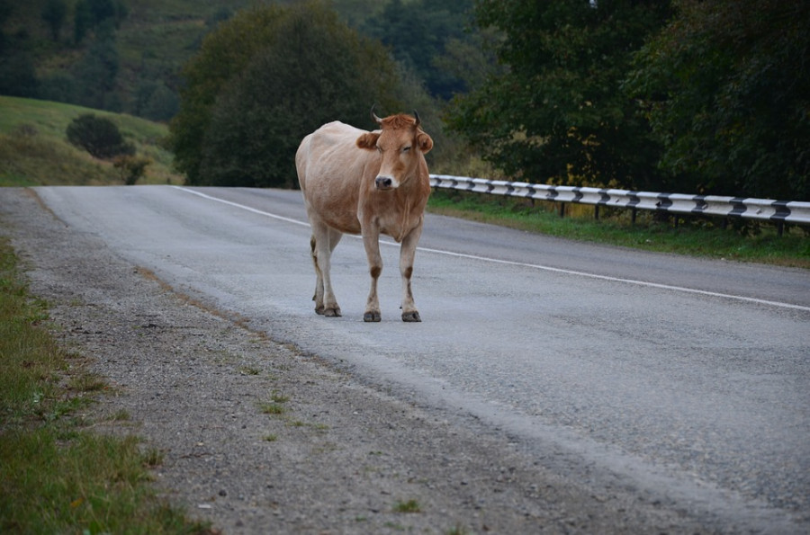 ForPost - Новости : Труп коровы перекрыл дорогу в столицу Крыма