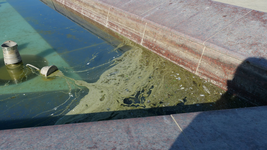 ForPost - Новости : Главный фонтан в парке Победы превращается в затхлое болото