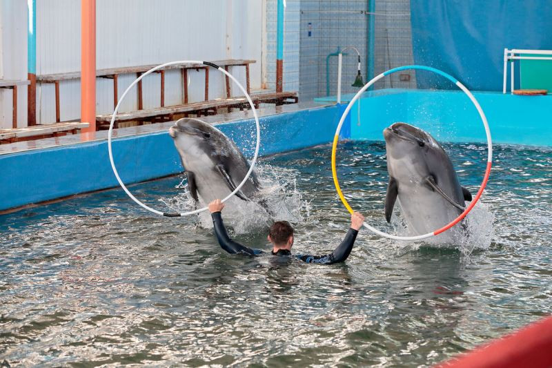 ForPost - Новости : Карадагский дельфинарий в Крыму прекратил представления