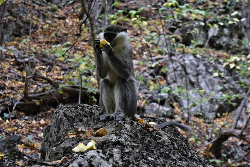 ForPost - Новости : Найти обезьяну: поселившегося в лесах Крыма экзотического зверя пытаются спасти от смерти