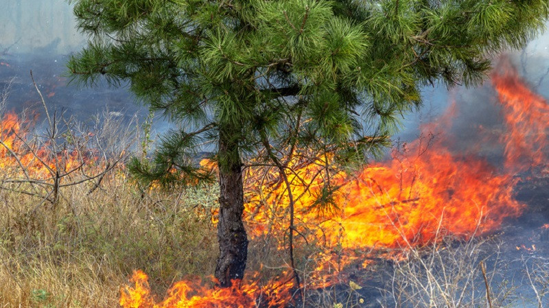 ForPost - Новости : В Крыму 12 часов горело 12 гектаров леса