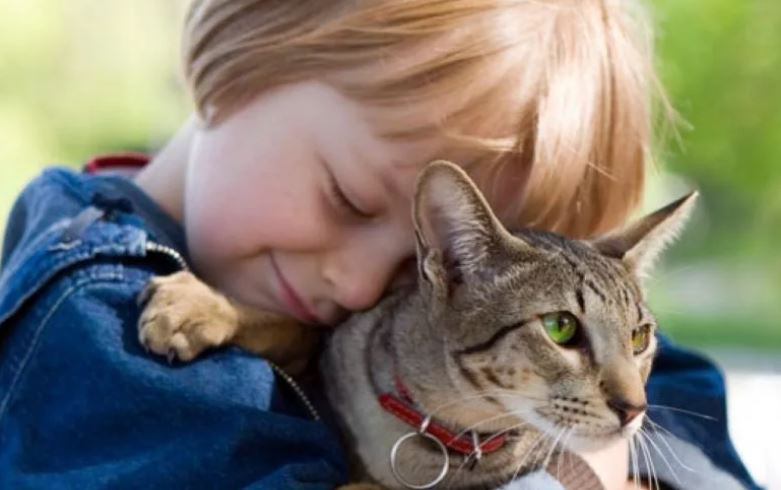 ForPost - Новости : Нечеловеческая любовь: россияне разоряются ради кошек