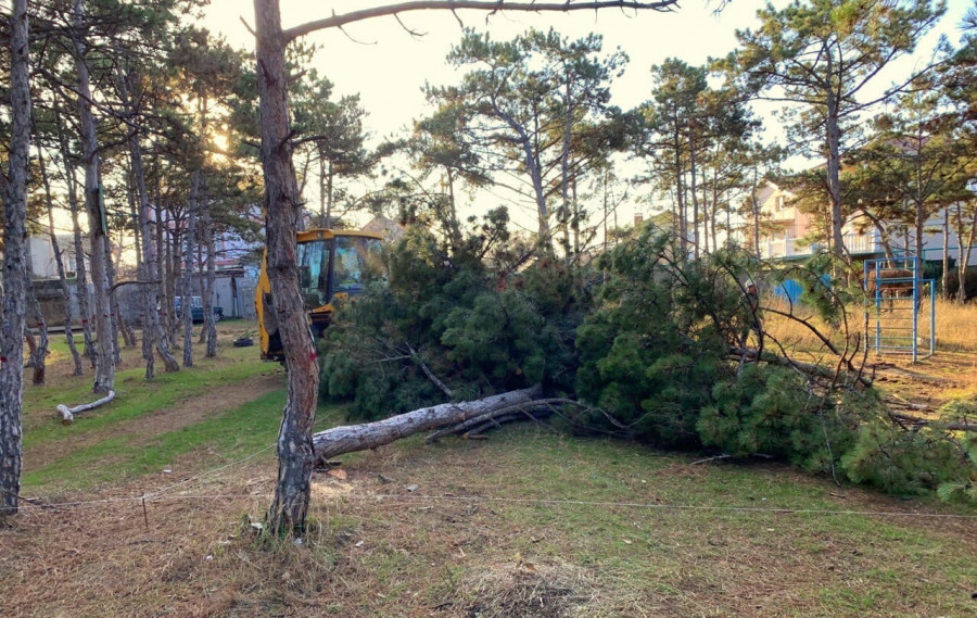 ForPost - Новости : Решения о вырубке редких деревьев в Севастополе принимает Краснодар 