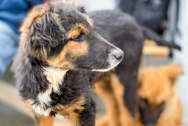 ForPost - Новости : Собаки Крымского моста расходятся как горячие пирожки