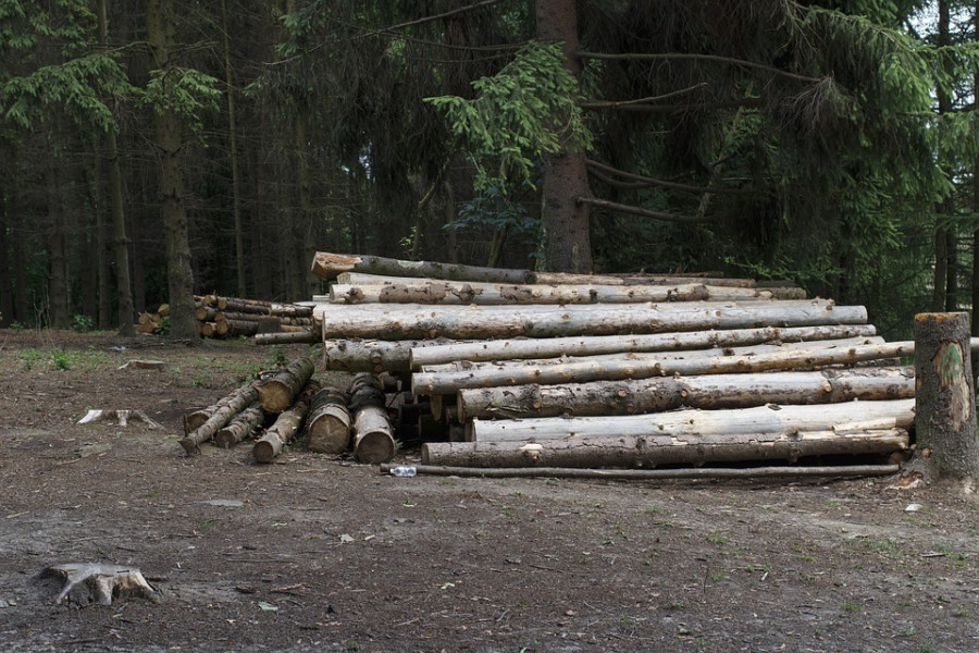 ForPost - Новости : В Севастополе «сдали» тысячи гектаров леса без конкурса