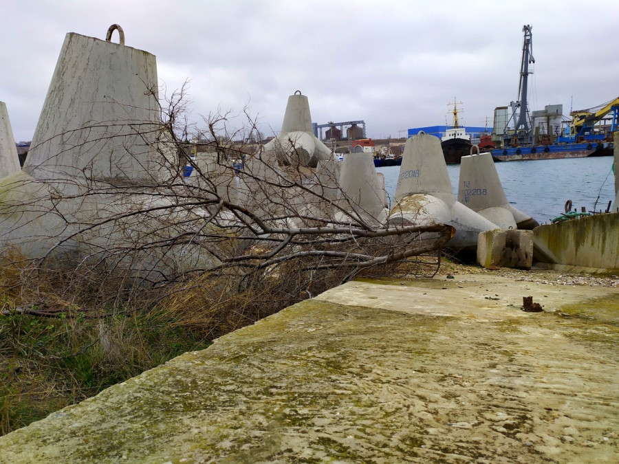 ForPost - Новости : В Севастополе берег моря зачистили от деревьев 