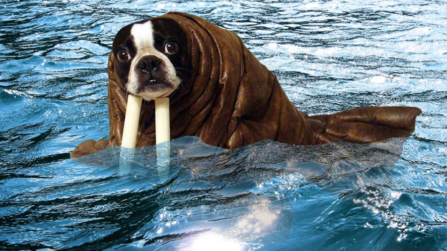 ForPost - Новости : В Севастополе на пляже заметили собак-моржей