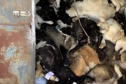 ForPost - Новости : В Якутске нашли контейнер с сотней собак и кошек с перерезанным горлом