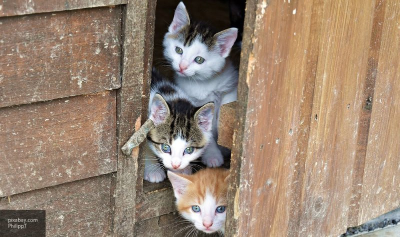 ForPost - Новости : Ученые: кошки используют мяуканье только для общения с человеком