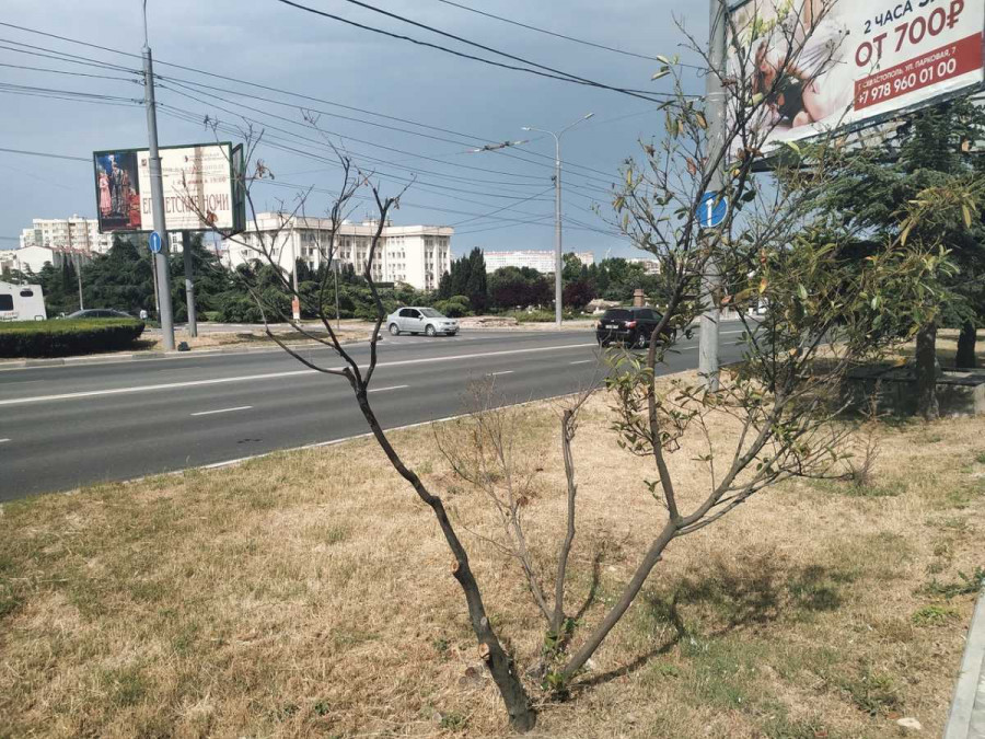 ForPost - Новости : В Севастополе заявили об угрозе вырубки деревьев на проспекте Октябрьской Революции