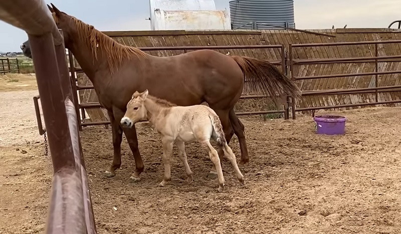 ForPost - Новости : В США клонировали лошадь Пржевальского, умершую 20 лет назад